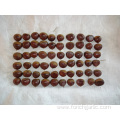 New Crop High Quality Chestnut